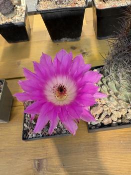 Echinocereus dasyacanthus